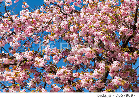 桜 八重桜 桜 八重桜 76579697