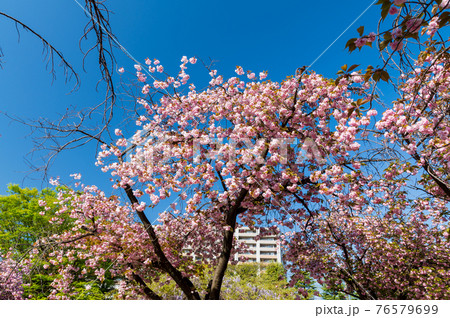 桜　八重桜 76579699