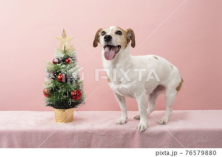 ピンクバックと笑顔のジャックラッセルテリアとクリスマスツリー 76579880