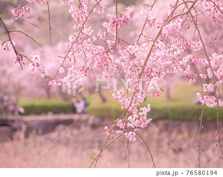 満開のしだれ桜　常陸風土記の丘　 76580194