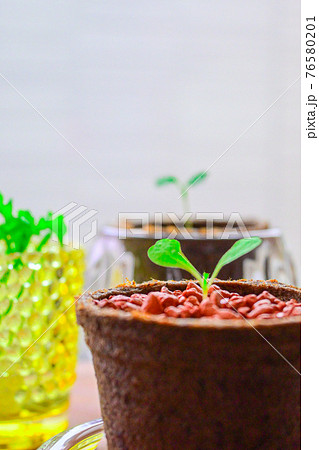 リーフレタス ルッコラ 家庭菜園 リーフレタス ルッコラ 家庭菜園 76580201