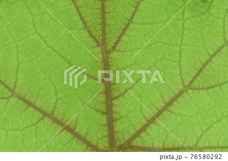 フユイチゴ（冬苺）の若葉と葉脈 76580292