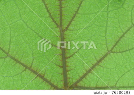 フユイチゴ（冬苺）の若葉と葉脈 76580293