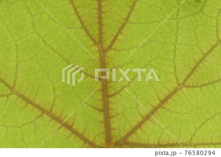 フユイチゴ（冬苺）の若葉と葉脈 76580294