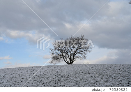 早春の一本桜に春の雪  76580322