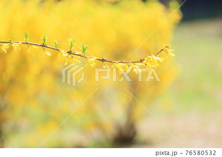 レンギョウの花 レンギョウの花 76580532