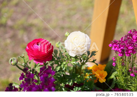 ラナンキュラスの花 ラナンキュラスの花 76580535