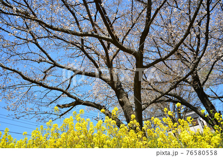 東高根森林公園のサクラたち 東高根森林公園のサクラたち 76580558