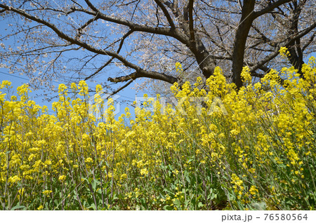東高根森林公園のサクラたち 東高根森林公園のサクラたち 76580564