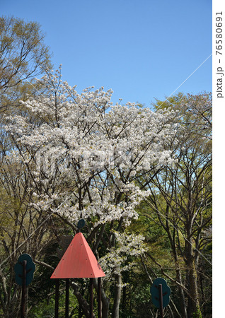 東高根森林公園のサクラたち 76580691