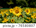 ひまわり畑 76580807
