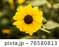 一輪の花 76580813