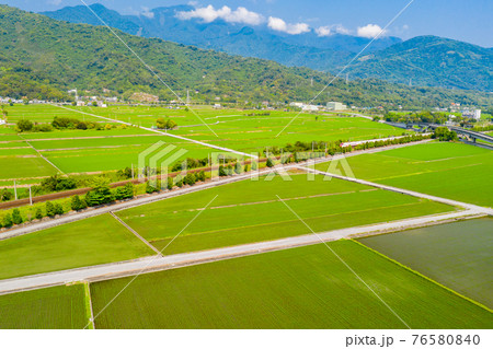 台湾 ごはん イネ 76580840