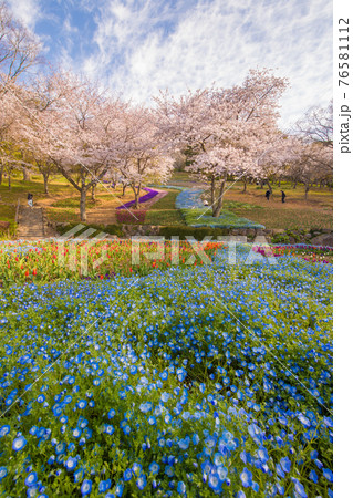 下関のトルコチューリップ園の花と桜 下関のトルコチューリップ園の花と桜 76581112