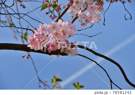 パリの公園に咲いている桜の花と飛行機雲 21年3月2日撮影の写真素材