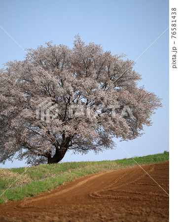 満開の一本桜 満開の一本桜 76581438