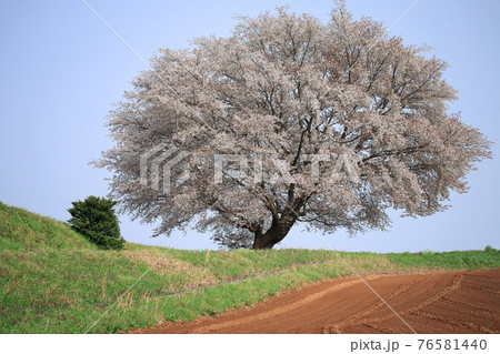 高原の一本桜 76581440