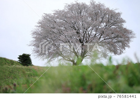 草原の一本桜イメージ 76581441