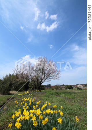 青空の下に咲く桃の花と水仙 青空の下に咲く桃の花と水仙 76581445