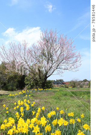 大山高原の桃の花とスイセン 大山高原の桃の花とスイセン 76581446