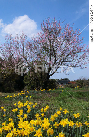 高原に咲く水仙と桃の花 高原に咲く水仙と桃の花 76581447
