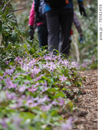 カタクリの咲く道を歩く登山者 カタクリの咲く道を歩く登山者 76581459