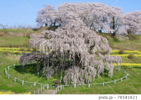 三春の滝桜（福島県・三春町） 76581621