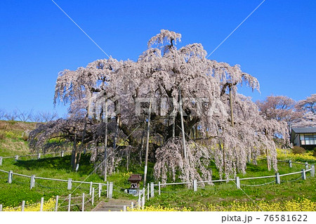 三春の滝桜（福島県・三春町） 76581622