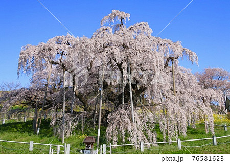 三春の滝桜(福島県・三春町) 三春の滝桜(福島県・三春町) 76581623