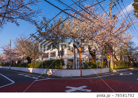 東京散歩、世田谷区瀬田一丁目15番付近、春桜満開 東京散歩、世田谷区瀬田一丁目15番付近、春桜満開 76581702