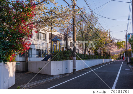 東京散歩、世田谷区瀬田一丁目15番付近、春桜満開 76581705