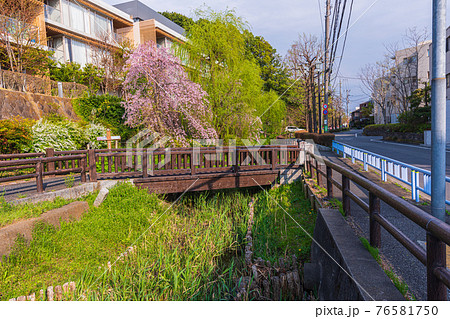 東京散歩 世田谷区 世田谷区岡本3丁目水神橋付近 丸子川親水公園の写真素材