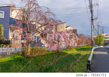 東京散歩、世田谷区、世田谷区岡本3丁目水神橋付近、丸子川親水公園 76581753