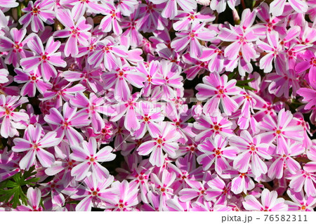 かわいいシバザクラの花が満開 76582311