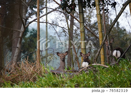 野生の鹿 シカ 野生の鹿 シカ 76582319