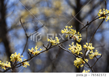 サンシュユ（山茱萸） 76582372