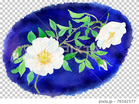 羅莎 laevigata 水彩插圖與背景 76582577