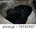 Black puppys, street cute pups, adorable small dogs, mongrel pups, homeless sad pups, pets on street. 76582687