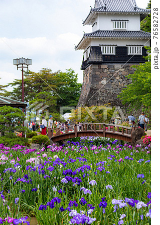 大村公園の花菖蒲 大村公園の花菖蒲 76582728