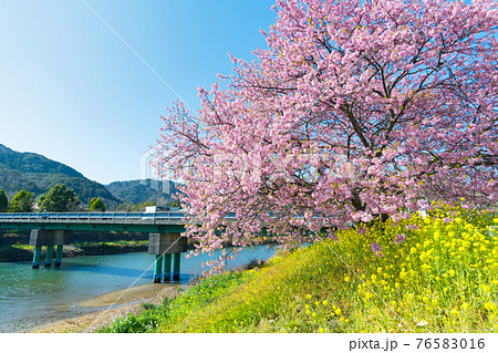 みなみの桜と菜の花まつり 76583016