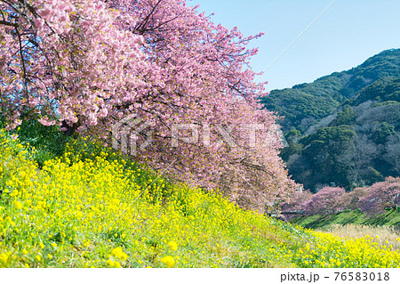 みなみの桜と菜の花まつり みなみの桜と菜の花まつり 76583018