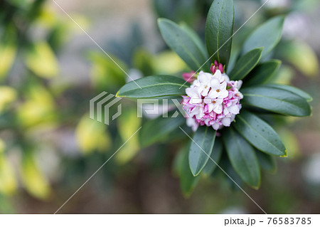 庭木の沈丁花 庭木の沈丁花 76583785