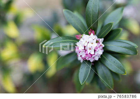 庭木の沈丁花 庭木の沈丁花 76583786