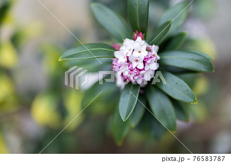 庭木の沈丁花 76583787