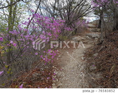花 万 春 76583852