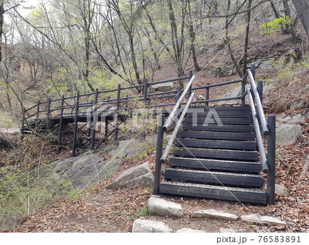 春 桜 一本道 76583891