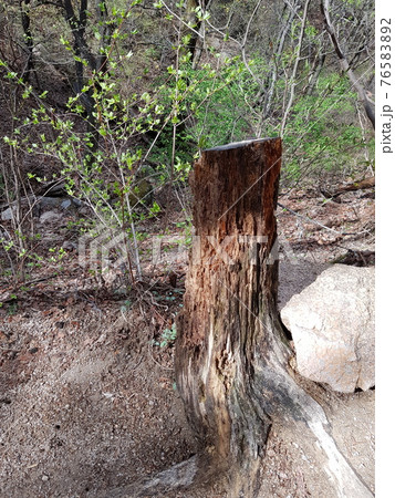 桜 森 岩 76583892