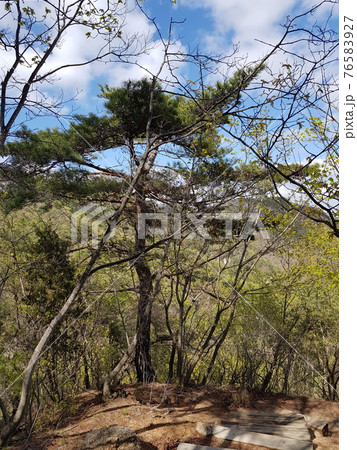 花 万 春 76583927