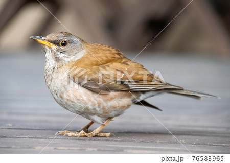 冬の野鳥シロハラの全身 冬の野鳥シロハラの全身 76583965