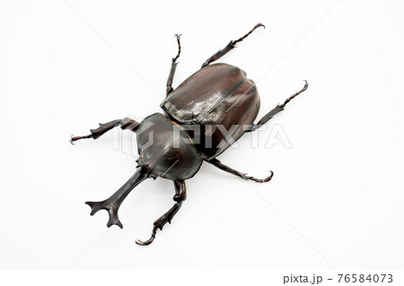 カブトムシ　白背景 76584073